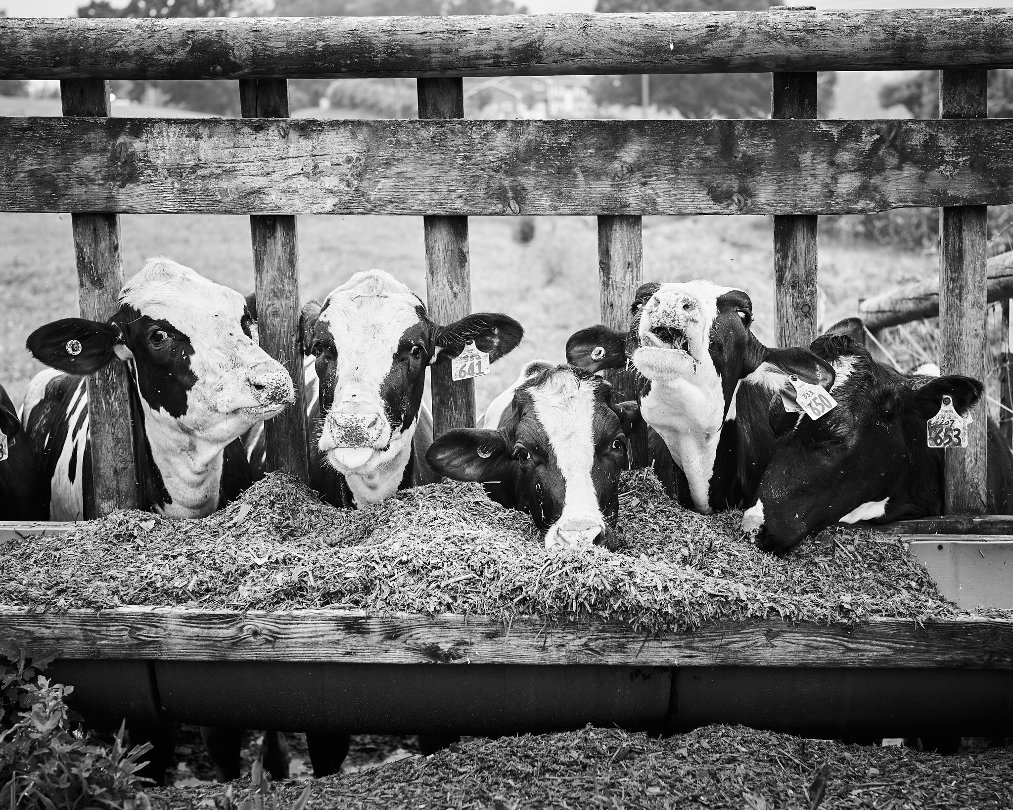 Pioneer Valley Cow3